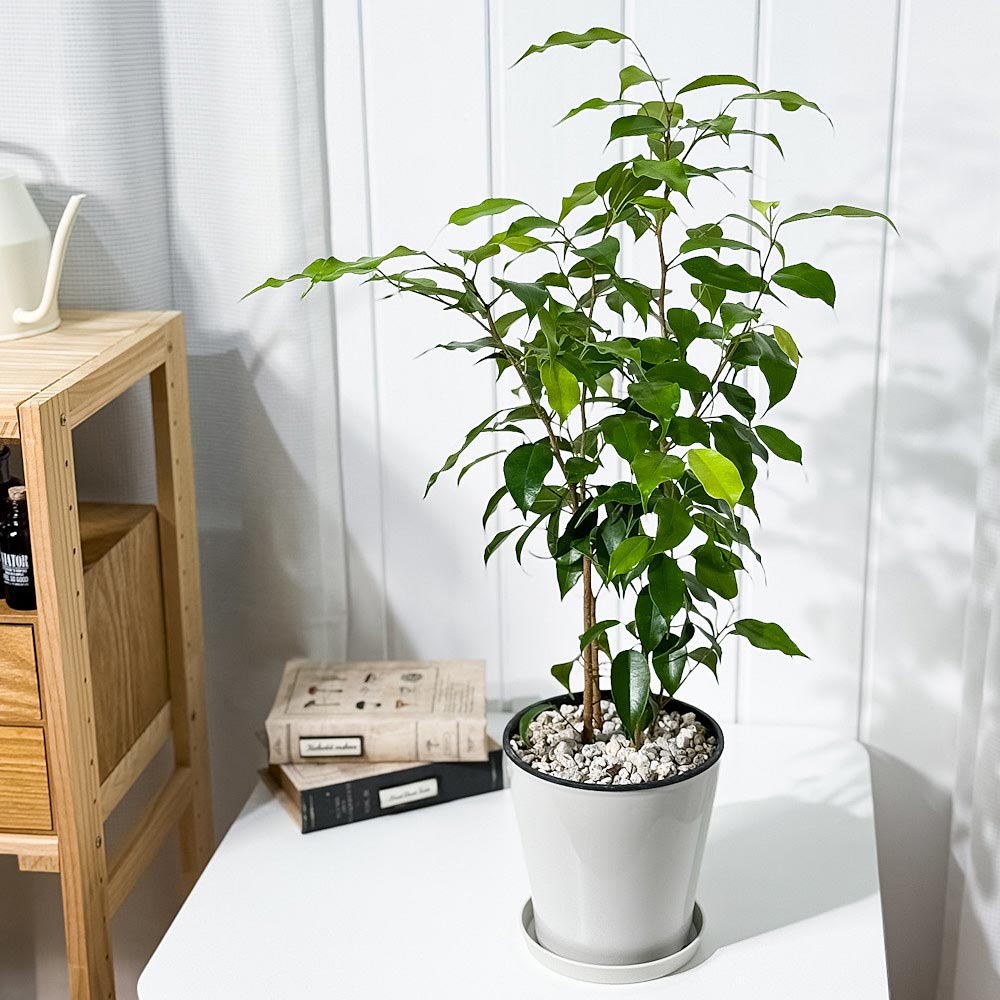PLANCHU 観葉植物 フィカス ベンジャミン エスタ 5号鉢 受け皿付き 育て方説明書付き Ficus benjamina cv. 幸運を呼ぶ木 ゴムノキ ゴムの木