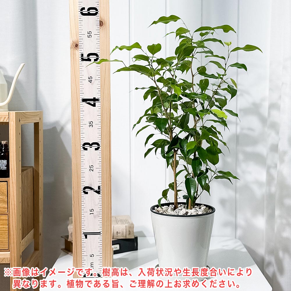 PLANCHU 観葉植物 フィカス ベンジャミン エスタ 5号鉢 受け皿付き 育て方説明書付き Ficus benjamina cv. 幸運を呼ぶ木 ゴムノキ ゴムの木