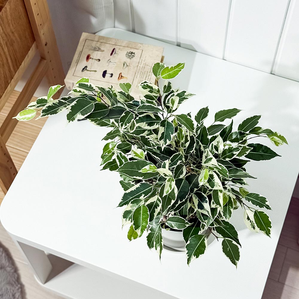 PLANCHU 観葉植物 フィカス ベンジャミン スターライト 5号鉢 受け皿付き 育て方説明書付き Ficus benjamina ‘Star Light’ 幸運を呼ぶ木 ゴムノキ ゴムの木