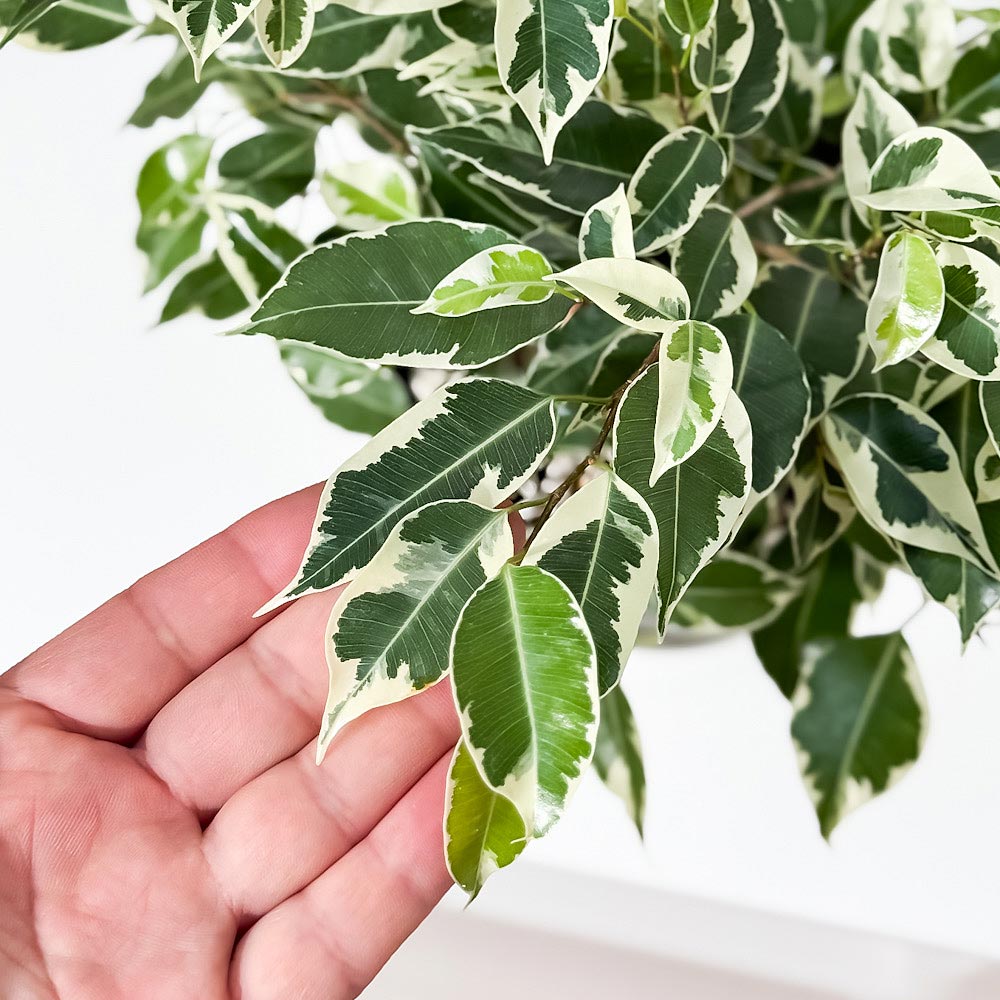 PLANCHU 観葉植物 フィカス ベンジャミン スターライト 5号鉢 受け皿付き 育て方説明書付き Ficus benjamina ‘Star Light’ 幸運を呼ぶ木 ゴムノキ ゴムの木