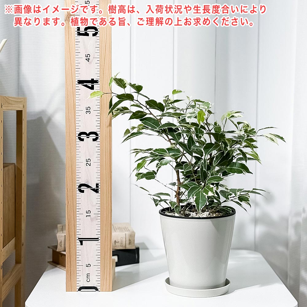 PLANCHU 観葉植物 フィカス ベンジャミン スターライト 5号鉢 受け皿付き 育て方説明書付き Ficus benjamina ‘Star Light’ 幸運を呼ぶ木 ゴムノキ ゴムの木