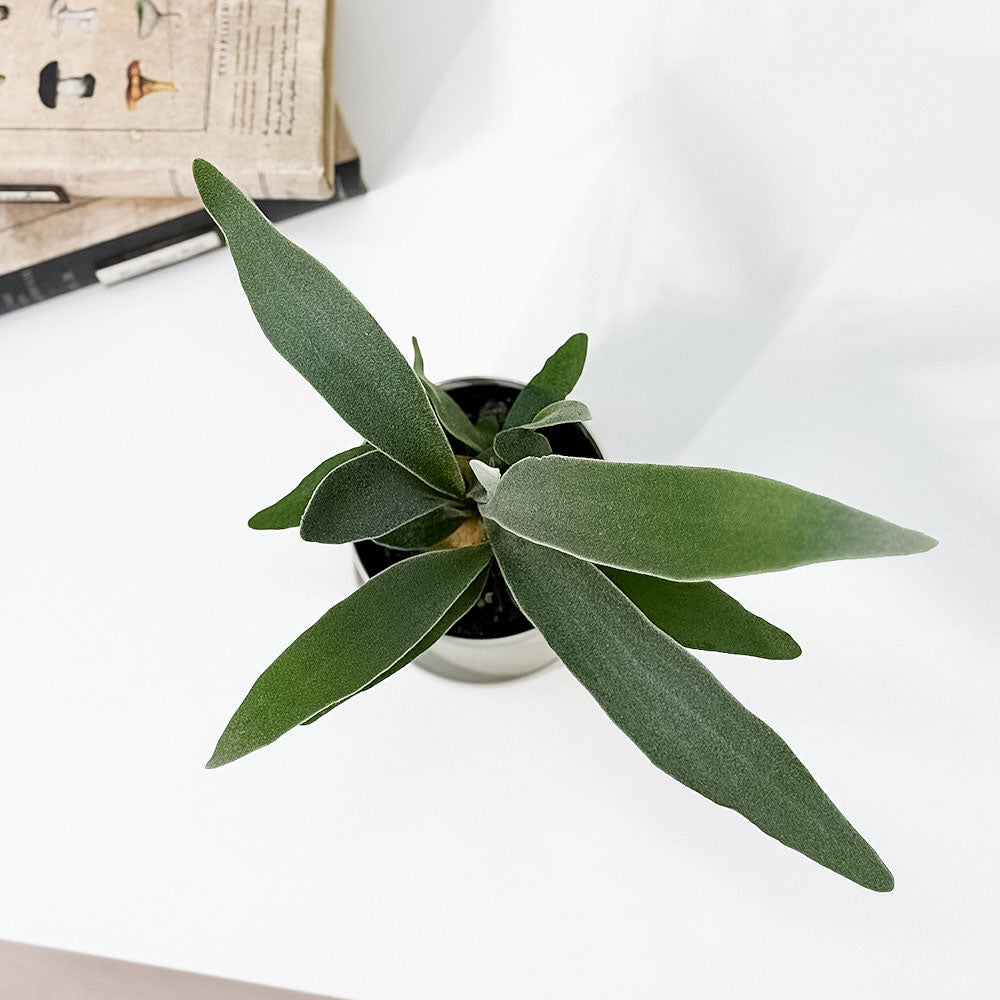 PLANCHU 観葉植物 プラティケリウム ヴィーチー 3.5号鉢 受け皿付き 育て方説明書付き Platycerium veitchii ビーチー ベイチー ビカクシダ コウモリラン シダ植物