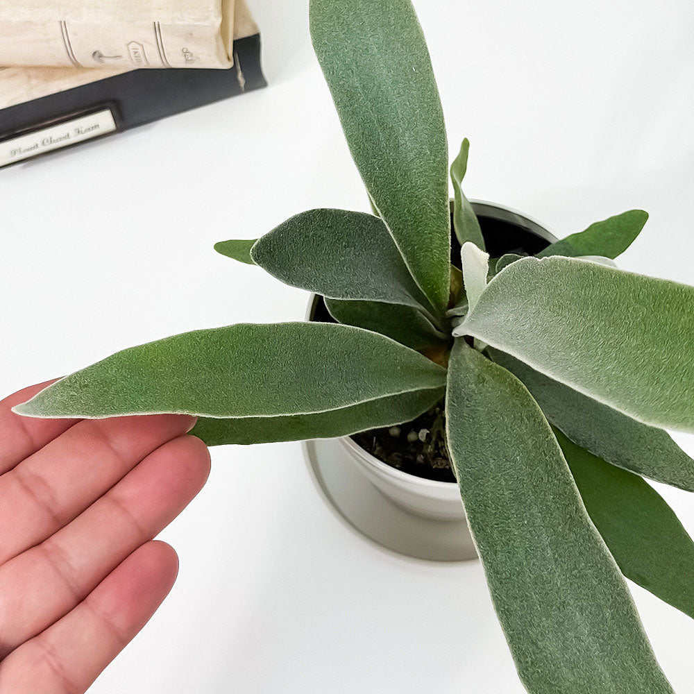 PLANCHU 観葉植物 プラティケリウム ヴィーチー 3.5号鉢 受け皿付き 育て方説明書付き Platycerium veitchii ビーチー ベイチー ビカクシダ コウモリラン シダ植物