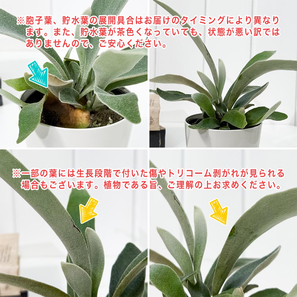 PLANCHU 観葉植物 プラティケリウム ヴィーチー 3.5号鉢 受け皿付き 育て方説明書付き Platycerium veitchii ビーチー ベイチー ビカクシダ コウモリラン シダ植物