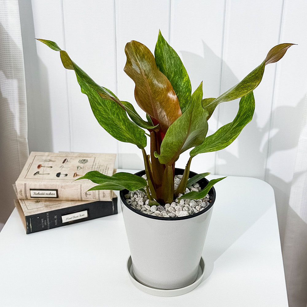 PLANCHU 観葉植物 フィロデンドロン オレンジマーマレード 5号鉢 受け皿付き 育て方説明書付き Philodendron ‘Orange Marmalade’ アロイド