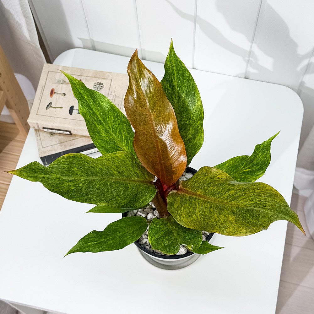 PLANCHU 観葉植物 フィロデンドロン オレンジマーマレード 5号鉢 受け皿付き 育て方説明書付き Philodendron ‘Orange Marmalade’ アロイド