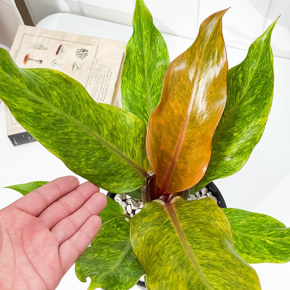 PLANCHU 観葉植物 フィロデンドロン オレンジマーマレード 5号鉢 受け皿付き 育て方説明書付き Philodendron ‘Orange Marmalade’ アロイド