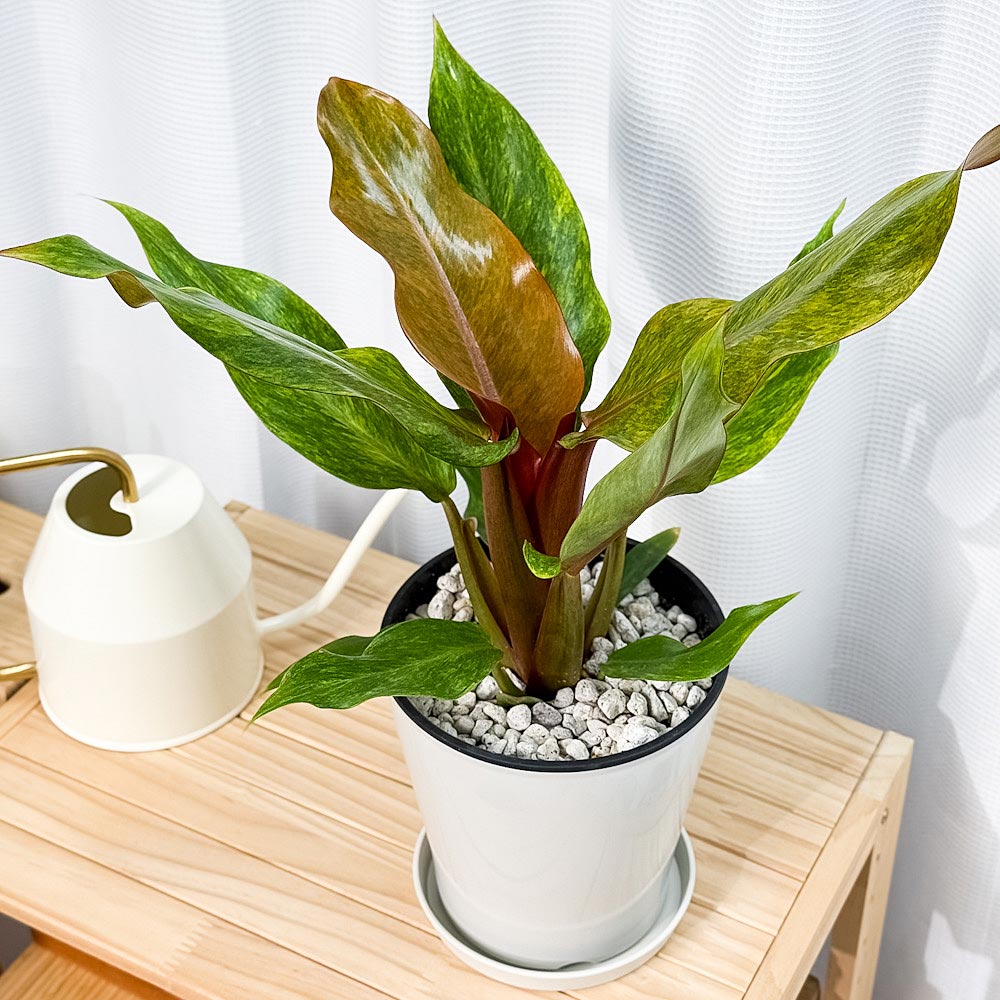 PLANCHU 観葉植物 フィロデンドロン オレンジマーマレード 5号鉢 受け皿付き 育て方説明書付き Philodendron ‘Orange Marmalade’ アロイド