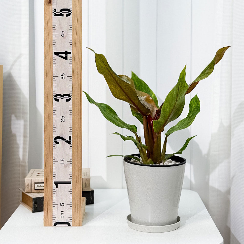 PLANCHU 観葉植物 フィロデンドロン オレンジマーマレード 5号鉢 受け皿付き 育て方説明書付き Philodendron ‘Orange Marmalade’ アロイド