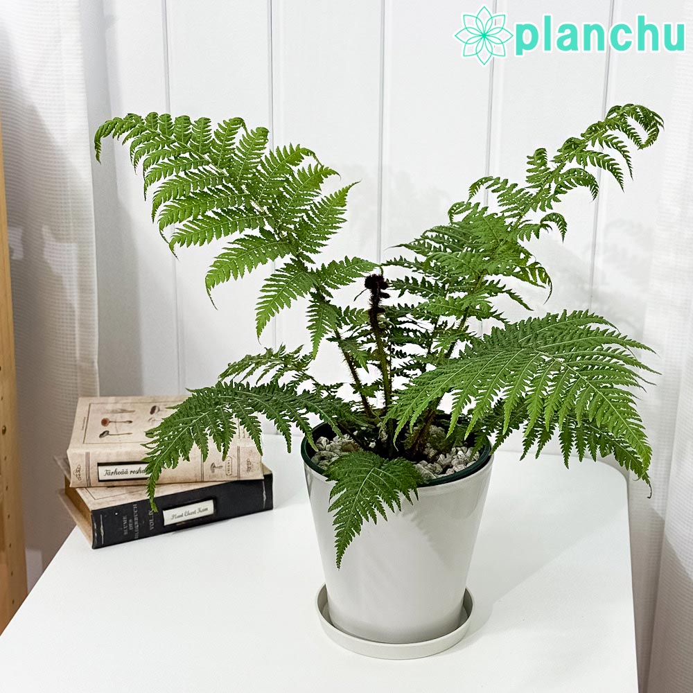 PLANCHU 観葉植物 ヘゴ クーペリー 5号鉢 受け皿付き 育て方説明書付き Cyathea cooperi シダ植物