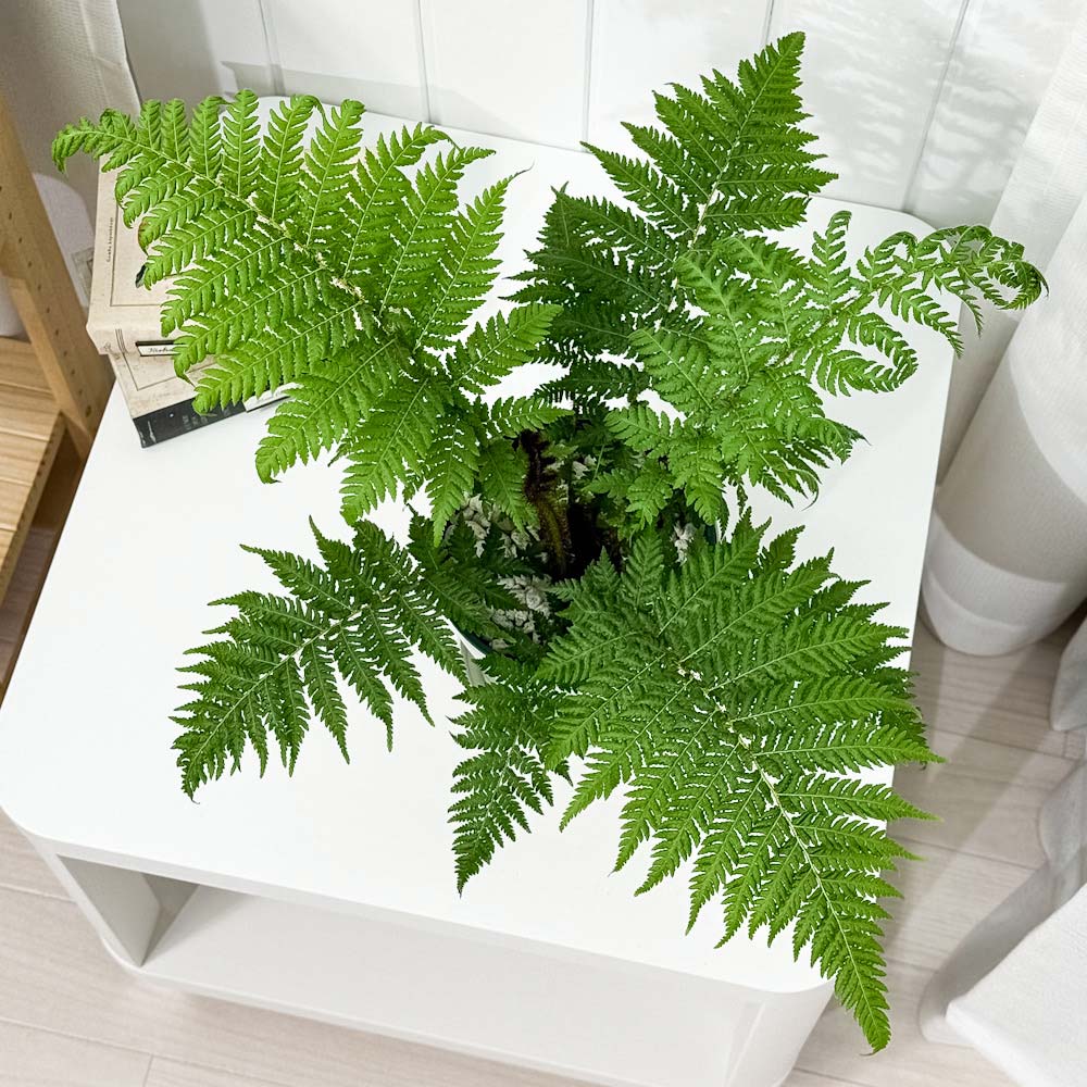 PLANCHU 観葉植物 ヘゴ クーペリー 5号鉢 受け皿付き 育て方説明書付き Cyathea cooperi シダ植物