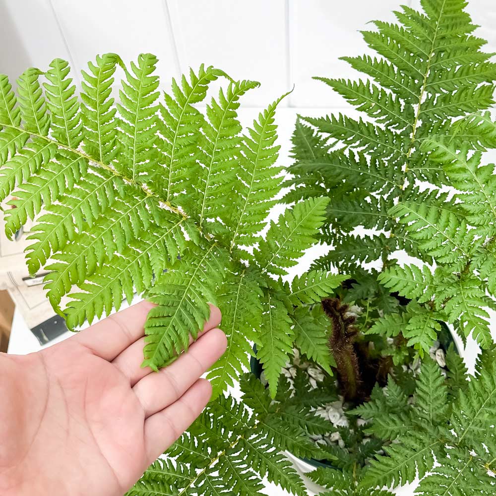 PLANCHU 観葉植物 ヘゴ クーペリー 5号鉢 受け皿付き 育て方説明書付き Cyathea cooperi シダ植物