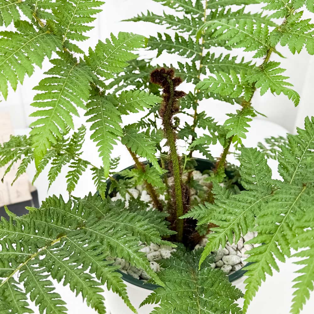 PLANCHU 観葉植物 ヘゴ クーペリー 5号鉢 受け皿付き 育て方説明書付き Cyathea cooperi シダ植物
