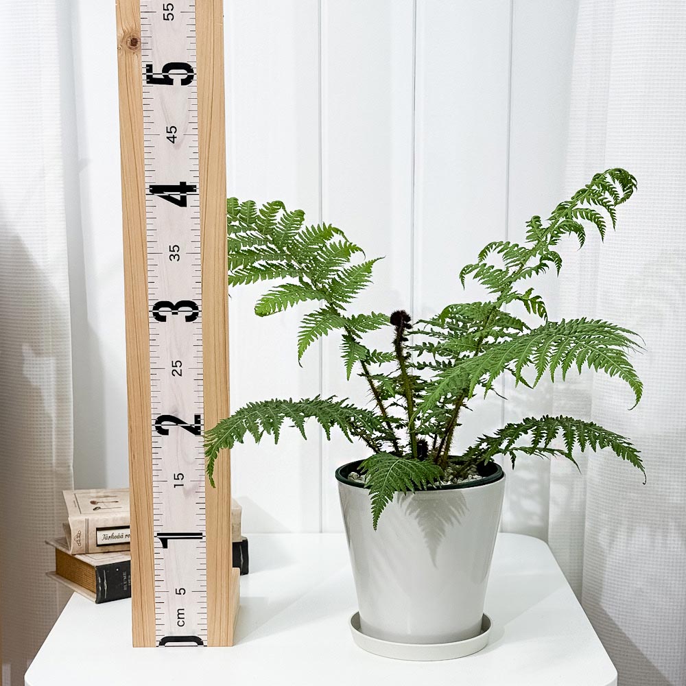 PLANCHU 観葉植物 ヘゴ クーペリー 5号鉢 受け皿付き 育て方説明書付き Cyathea cooperi シダ植物
