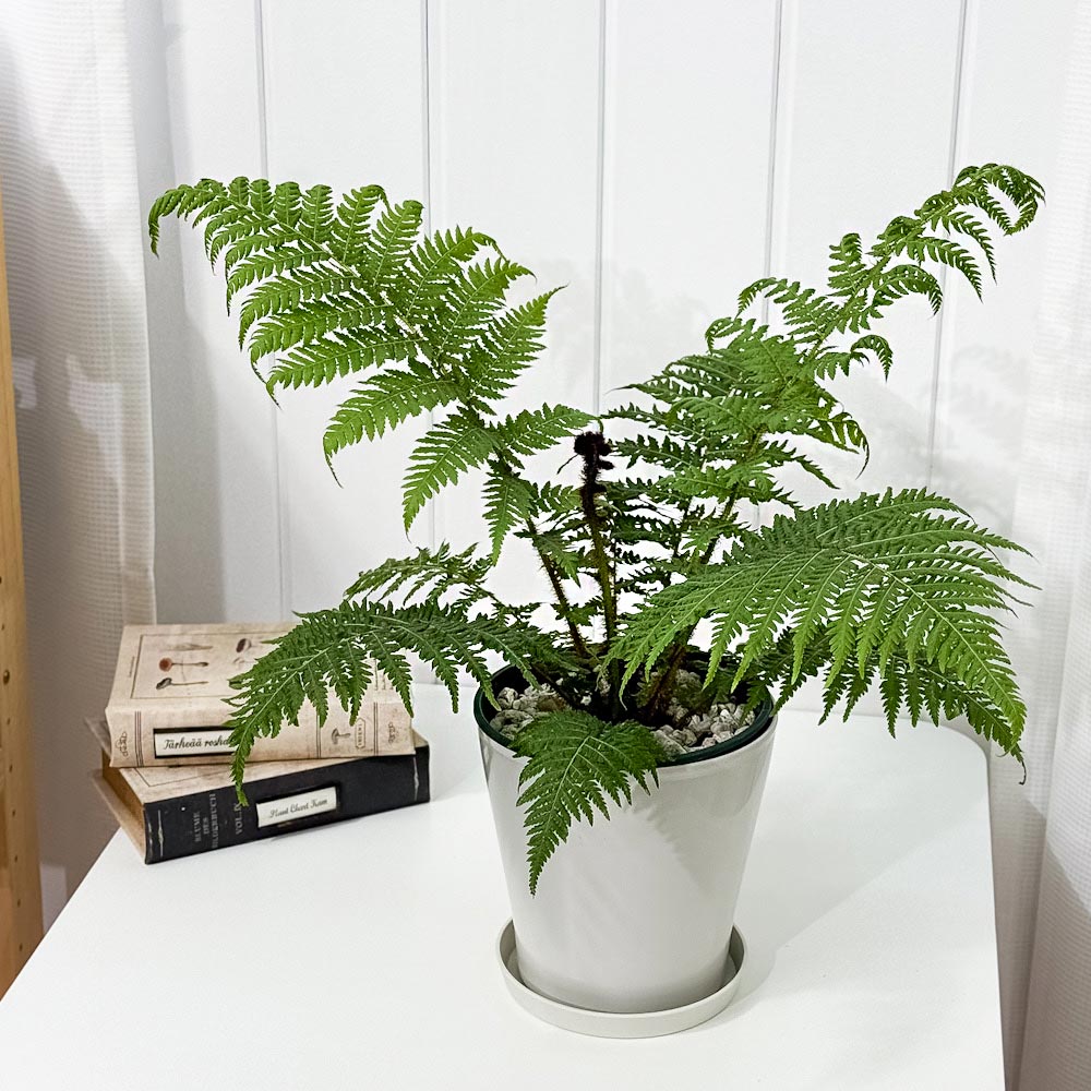 PLANCHU 観葉植物 ヘゴ クーペリー 5号鉢 受け皿付き 育て方説明書付き Cyathea cooperi シダ植物
