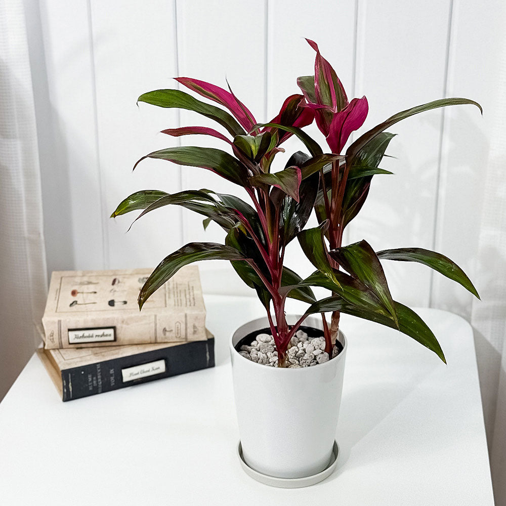 PLANCHU 観葉植物 コルディリネ レッドエッジ 4号鉢 受け皿付き 育て方説明書付き Cordyline fruticosa ‘Red Edge’ コルジリネ グッドラックプランツ