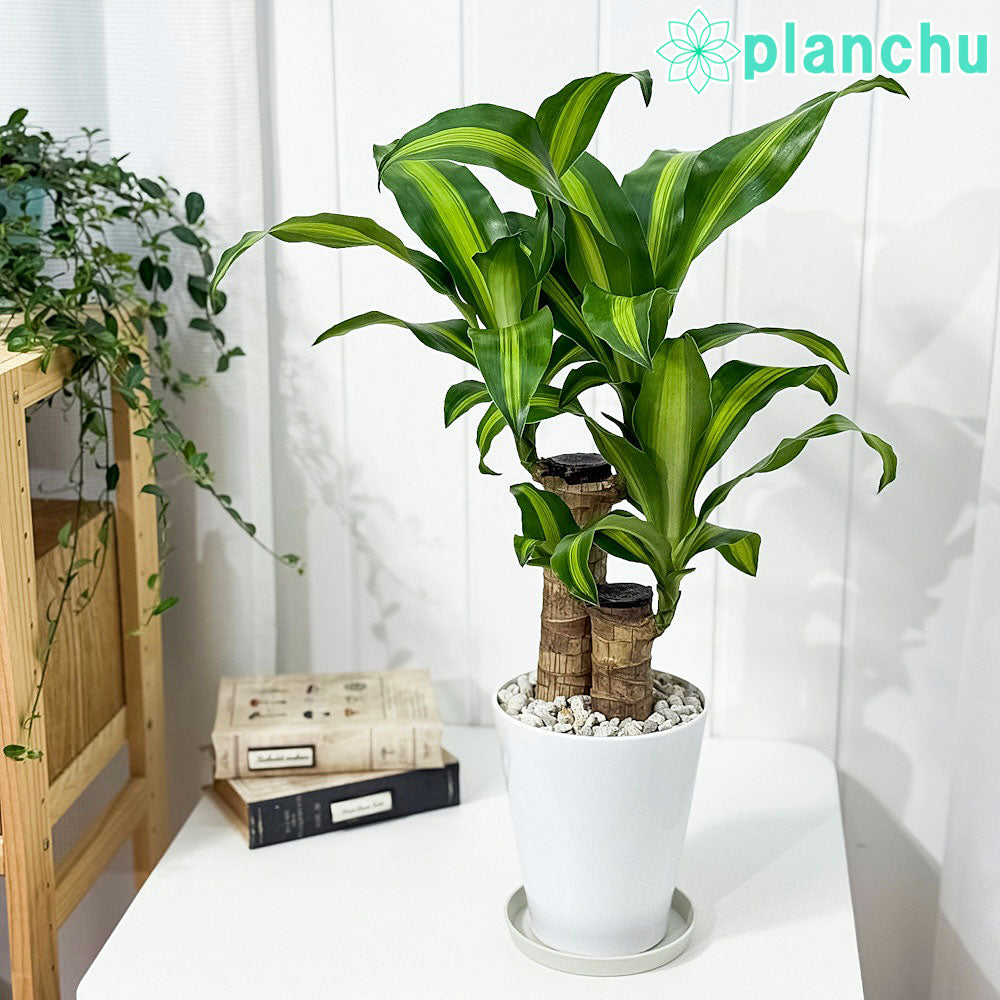 PLANCHU 観葉植物 ドラセナ マッサンゲアナ 5号鉢 受け皿付き 育て方説明書付き Dracaena fragrans ‘Massangeana’ 幸福の木