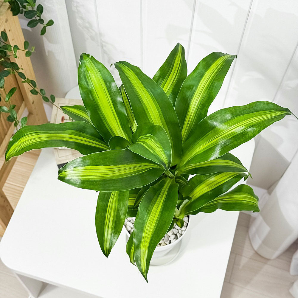 PLANCHU 観葉植物 ドラセナ マッサンゲアナ 5号鉢 受け皿付き 育て方説明書付き Dracaena fragrans ‘Massangeana’ 幸福の木