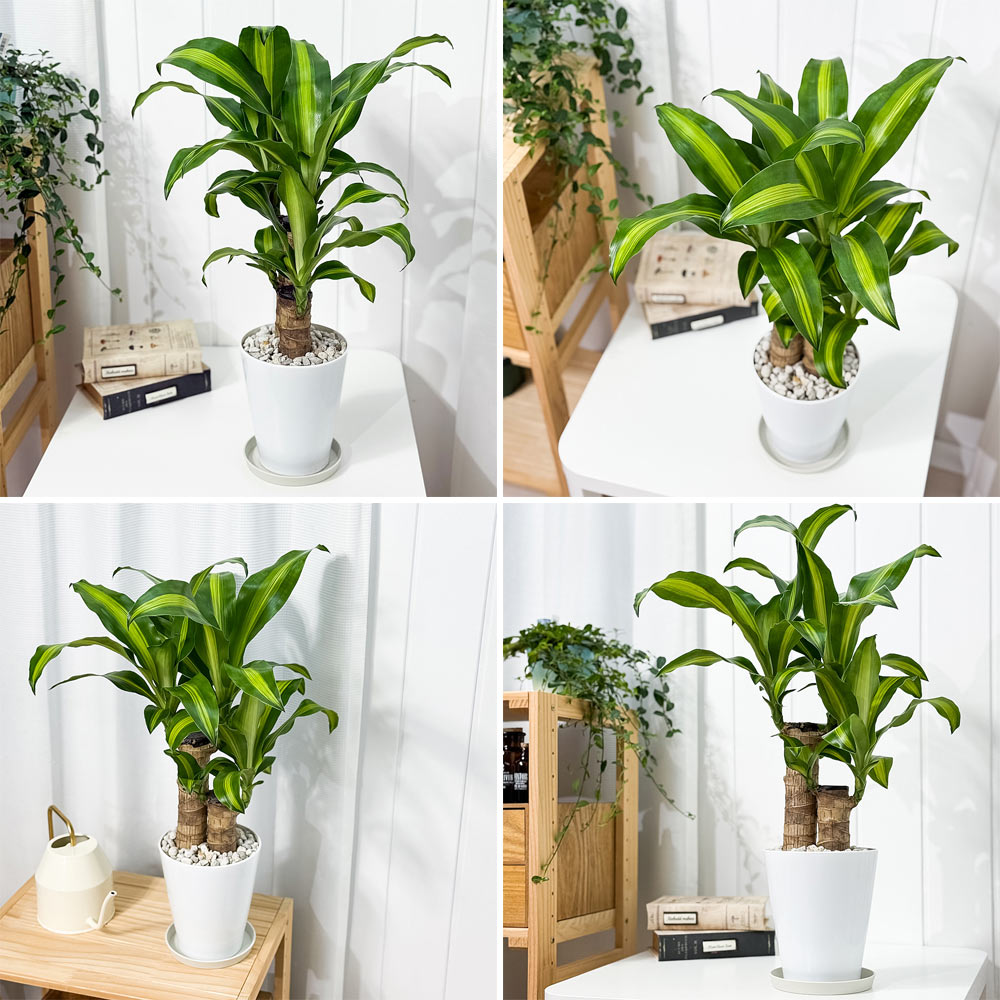 PLANCHU 観葉植物 ドラセナ マッサンゲアナ 5号鉢 受け皿付き 育て方説明書付き Dracaena fragrans ‘Massangeana’ 幸福の木