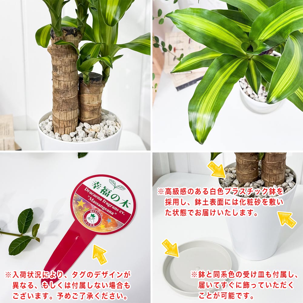PLANCHU 観葉植物 ドラセナ マッサンゲアナ 5号鉢 受け皿付き 育て方説明書付き Dracaena fragrans ‘Massangeana’ 幸福の木