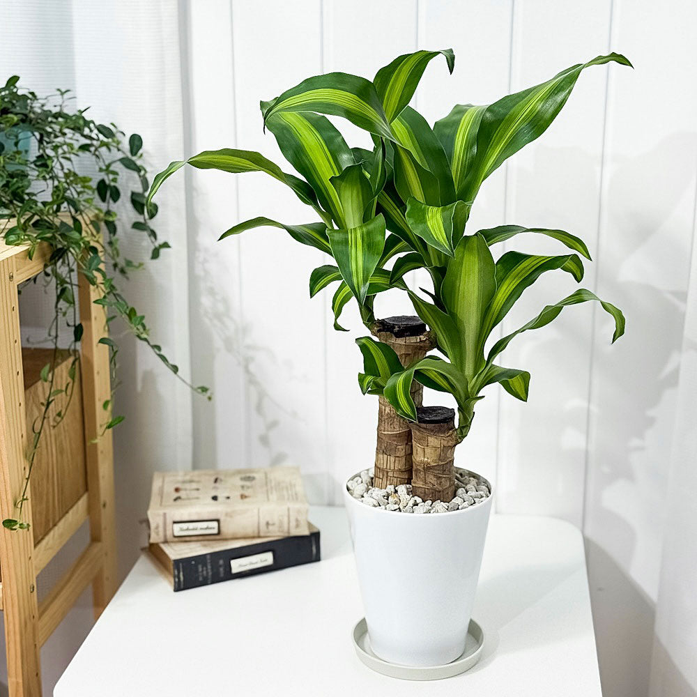 PLANCHU 観葉植物 ドラセナ マッサンゲアナ 5号鉢 受け皿付き 育て方説明書付き Dracaena fragrans ‘Massangeana’ 幸福の木