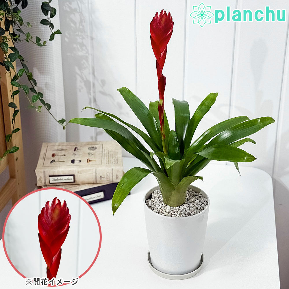 PLANCHU 観葉植物 フリーセア ポエルマニー 4号鉢 受け皿付き 育て方説明書付き Vriesea Poelmanii Group オオインコアナナス ブロメリア タンクブロメリア