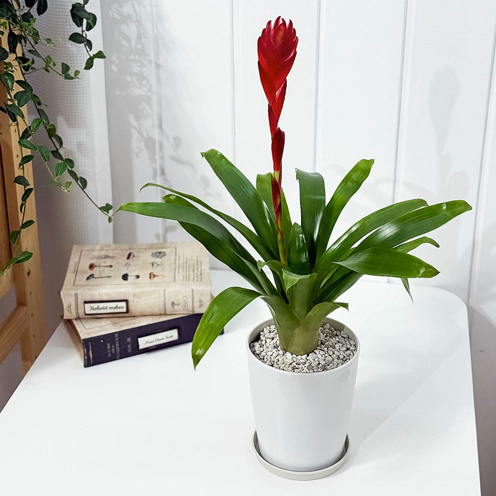 PLANCHU 観葉植物 フリーセア ポエルマニー 4号鉢 受け皿付き 育て方説明書付き Vriesea Poelmanii Group オオインコアナナス ブロメリア タンクブロメリア