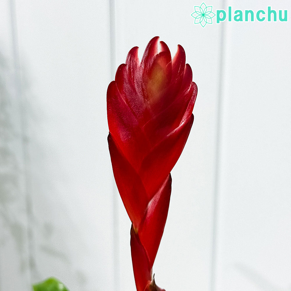 PLANCHU 観葉植物 フリーセア ポエルマニー 4号鉢 受け皿付き 育て方説明書付き Vriesea Poelmanii Group オオインコアナナス ブロメリア タンクブロメリア