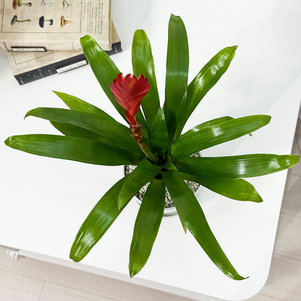PLANCHU 観葉植物 フリーセア ポエルマニー 4号鉢 受け皿付き 育て方説明書付き Vriesea Poelmanii Group オオインコアナナス ブロメリア タンクブロメリア