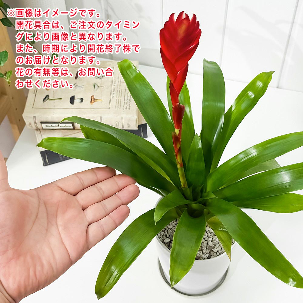 PLANCHU 観葉植物 フリーセア ポエルマニー 4号鉢 受け皿付き 育て方説明書付き Vriesea Poelmanii Group オオインコアナナス ブロメリア タンクブロメリア