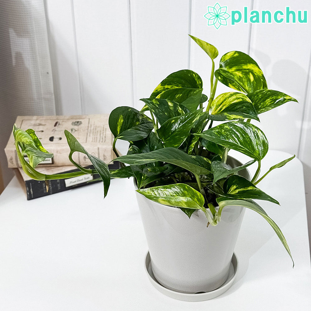 PLANCHU 観葉植物 ポトス シエスタ 5号鉢 受け皿付き 育て方説明書付き PVP Epipremnum aureum ‘Siesta’ エピプレムナム アロイド