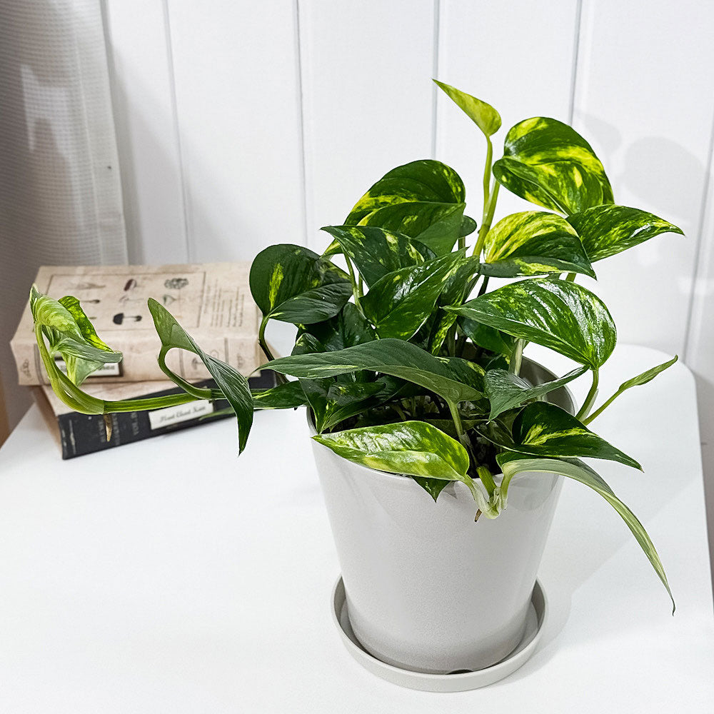 PLANCHU 観葉植物 ポトス シエスタ 5号鉢 受け皿付き 育て方説明書付き PVP Epipremnum aureum ‘Siesta’ エピプレムナム アロイド