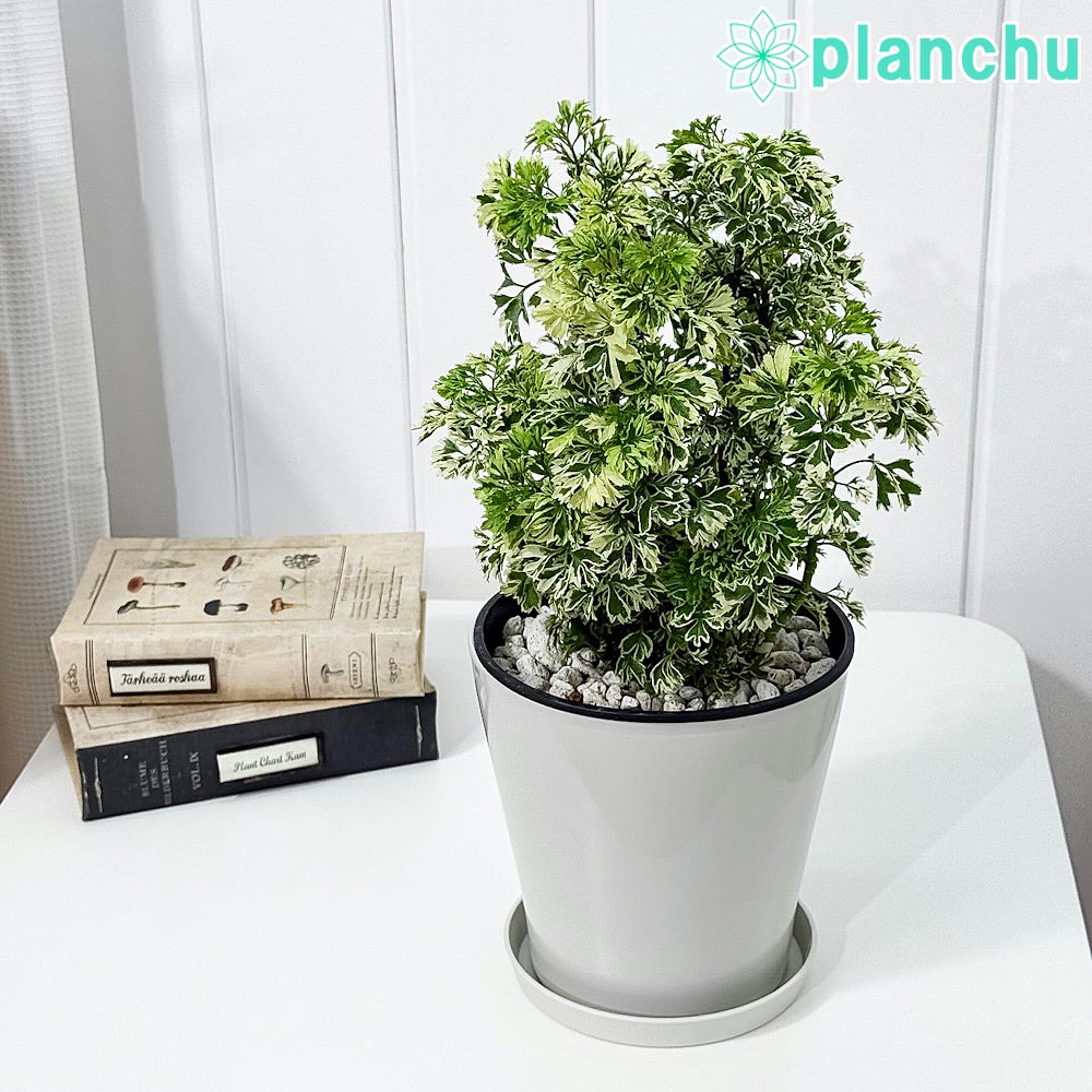 PLANCHU 観葉植物 ポリシャス スノープリンセス 5号鉢 受け皿付き 育て方説明書付き Polyscias ‘Snow Princess’