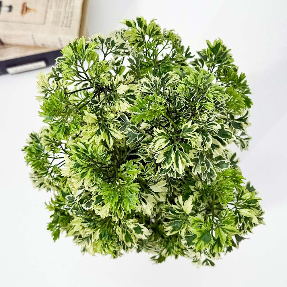PLANCHU 観葉植物 ポリシャス スノープリンセス 5号鉢 受け皿付き 育て方説明書付き Polyscias ‘Snow Princess’