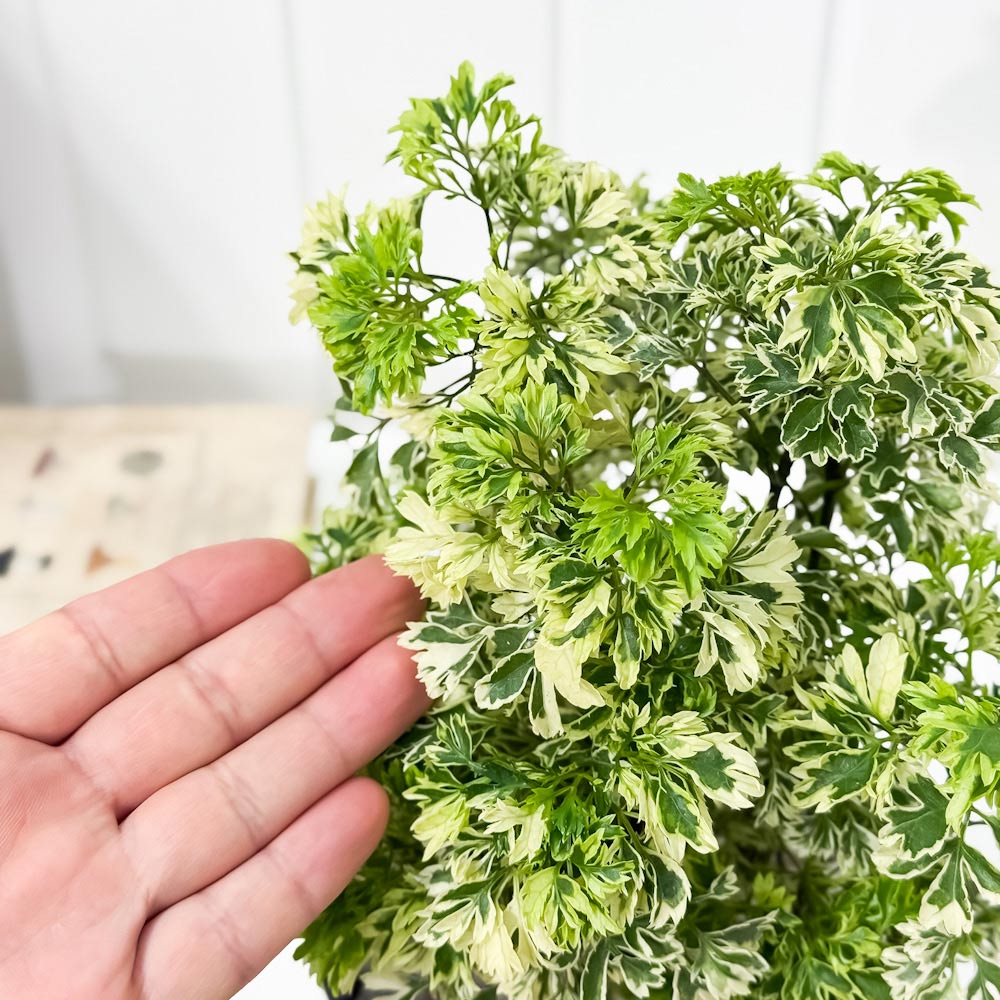 PLANCHU 観葉植物 ポリシャス スノープリンセス 5号鉢 受け皿付き 育て方説明書付き Polyscias ‘Snow Princess’