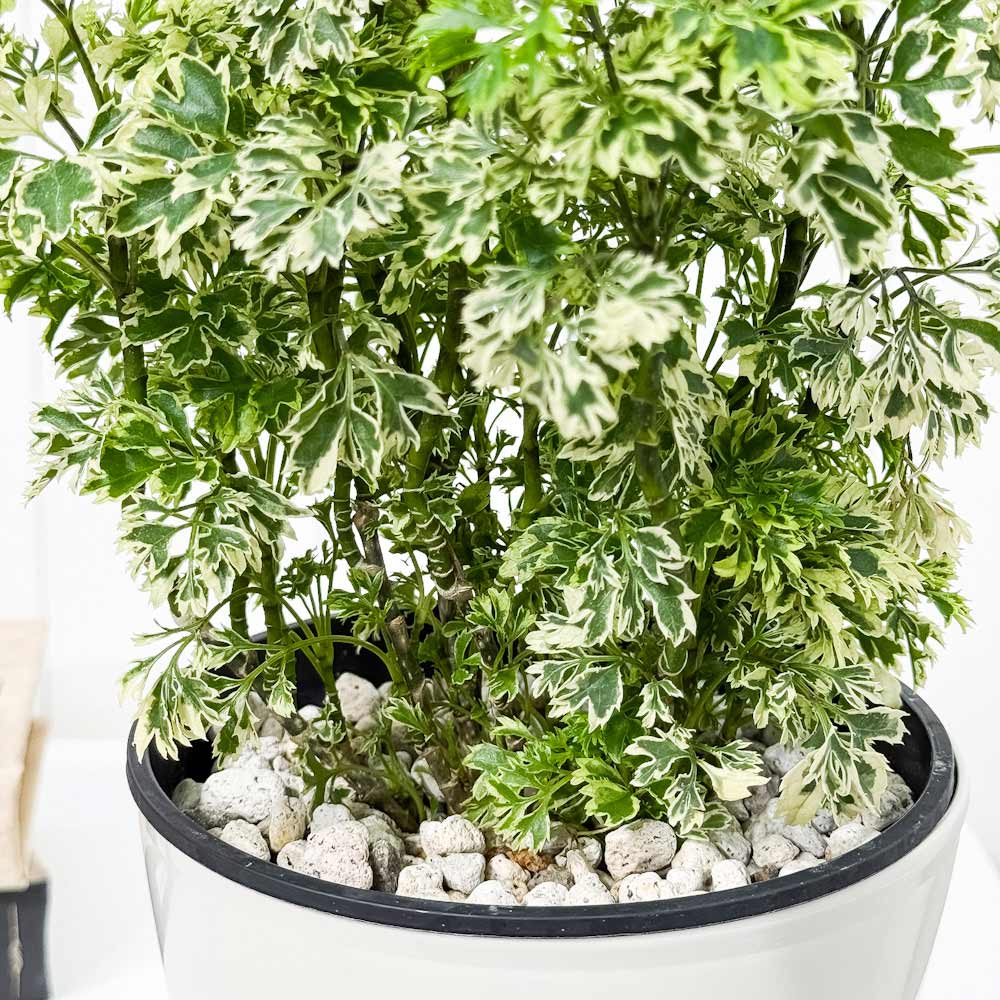 PLANCHU 観葉植物 ポリシャス スノープリンセス 5号鉢 受け皿付き 育て方説明書付き Polyscias ‘Snow Princess’