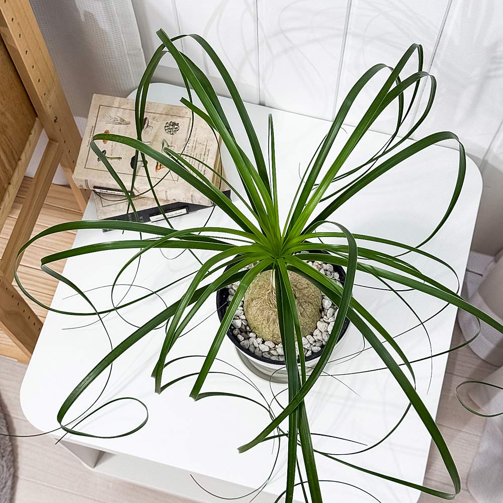 PLANCHU 観葉植物 ボーカルネア レクルバータ 5号鉢 受け皿付き 育て方説明書付き Beaucarnea recurvata トックリラン ノリナ ポニーテール