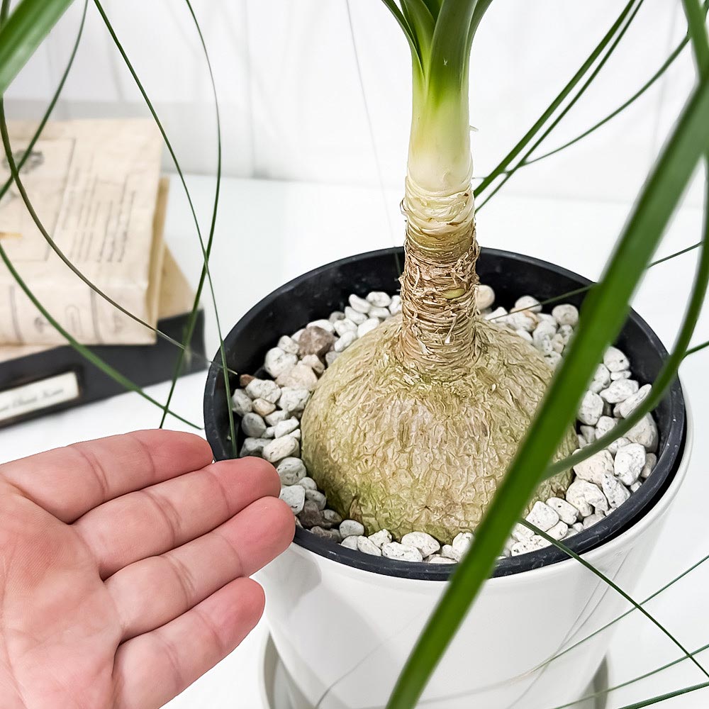 PLANCHU 観葉植物 ボーカルネア レクルバータ 5号鉢 受け皿付き 育て方説明書付き Beaucarnea recurvata トックリラン ノリナ ポニーテール