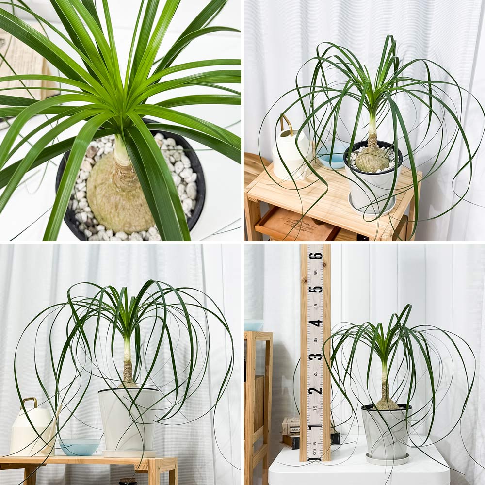 PLANCHU 観葉植物 ボーカルネア レクルバータ 5号鉢 受け皿付き 育て方説明書付き Beaucarnea recurvata トックリラン ノリナ ポニーテール