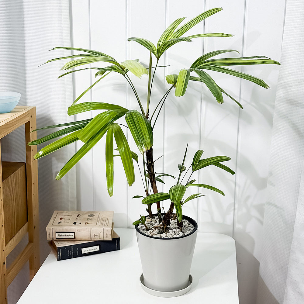 PLANCHU 観葉植物 カンノンチク アヤニシキ 5号鉢 受け皿付き 育て方説明書付き Rhapis excelsa ‘Ayanishiki’ ラピス エクスケルサ 観音竹 綾錦 ヤシ