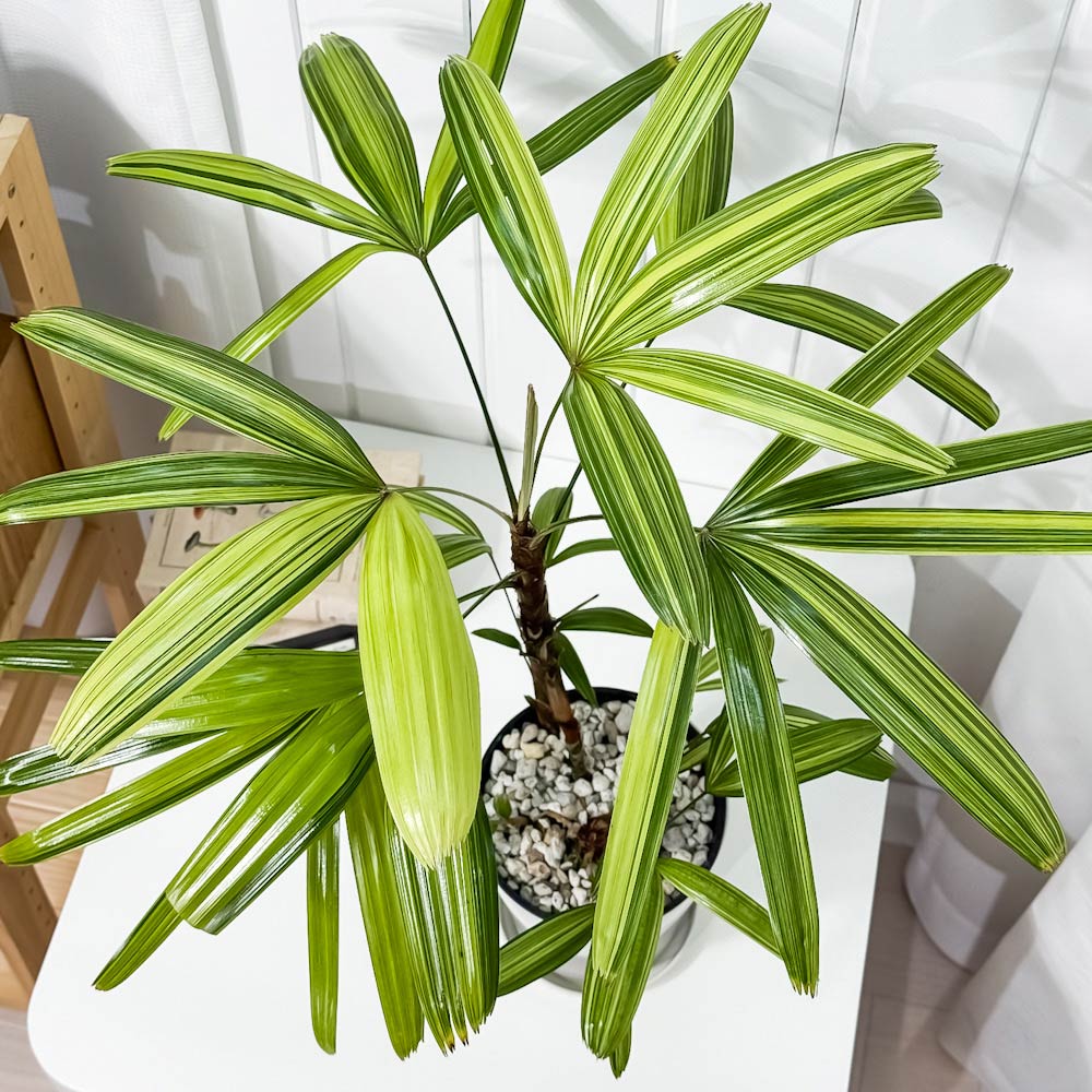 PLANCHU 観葉植物 カンノンチク アヤニシキ 5号鉢 受け皿付き 育て方説明書付き Rhapis excelsa ‘Ayanishiki’ ラピス エクスケルサ 観音竹 綾錦 ヤシ