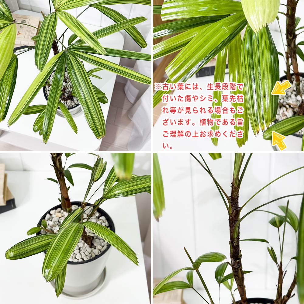PLANCHU 観葉植物 カンノンチク アヤニシキ 5号鉢 受け皿付き 育て方説明書付き Rhapis excelsa ‘Ayanishiki’ ラピス エクスケルサ 観音竹 綾錦 ヤシ