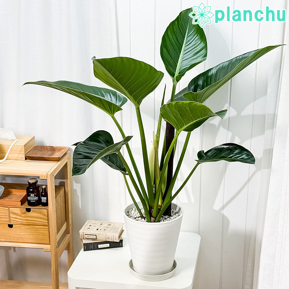 PLANCHU 観葉植物 フィロデンドロン ミリオンズ 8号鉢 受け皿付き 育て方説明書付き Philodendron ‘Millions’ アロイド 大鉢 充実株