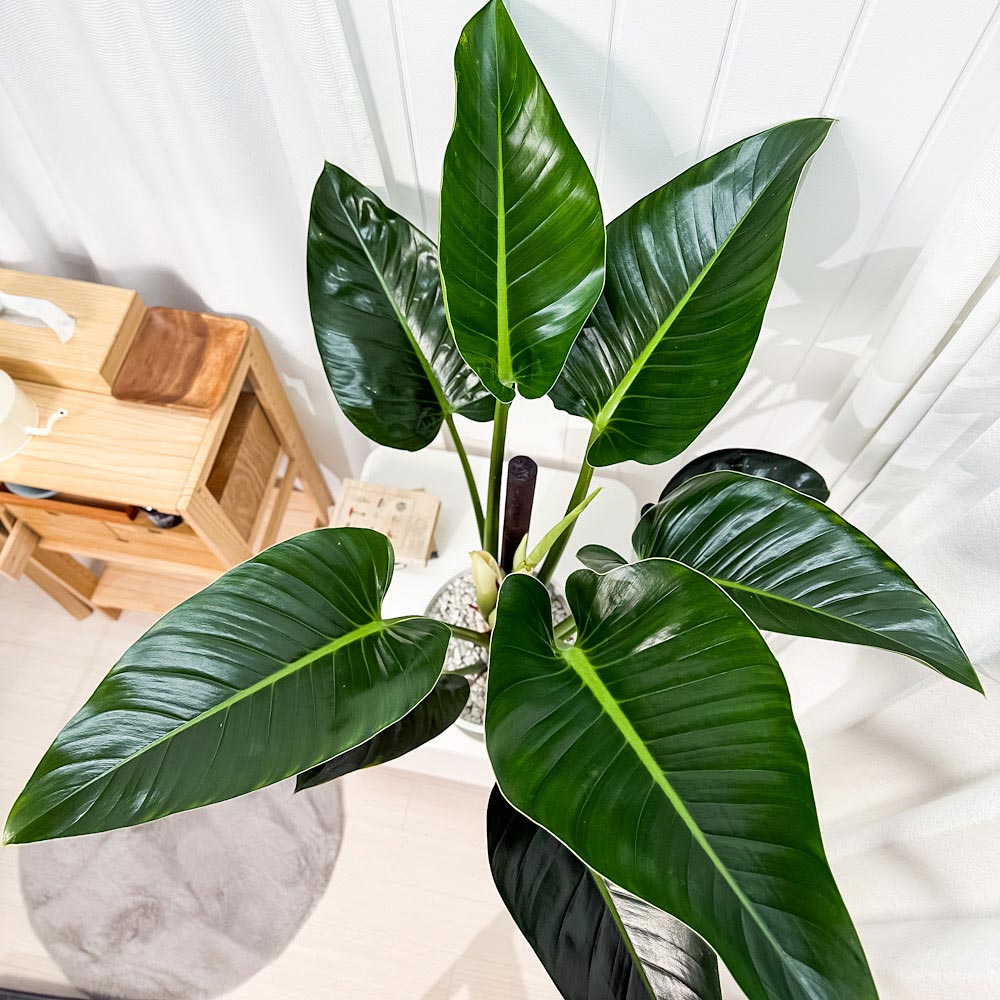 PLANCHU 観葉植物 フィロデンドロン ミリオンズ 8号鉢 受け皿付き 育て方説明書付き Philodendron ‘Millions’ アロイド 大鉢 充実株