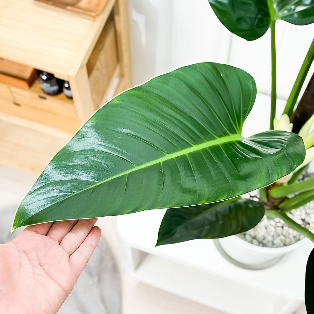 PLANCHU 観葉植物 フィロデンドロン ミリオンズ 8号鉢 受け皿付き 育て方説明書付き Philodendron ‘Millions’ アロイド 大鉢 充実株
