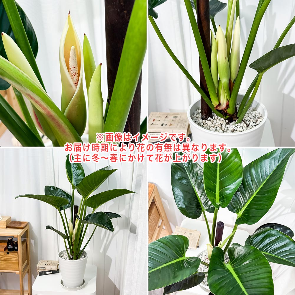 PLANCHU 観葉植物 フィロデンドロン ミリオンズ 8号鉢 受け皿付き 育て方説明書付き Philodendron ‘Millions’ アロイド 大鉢 充実株