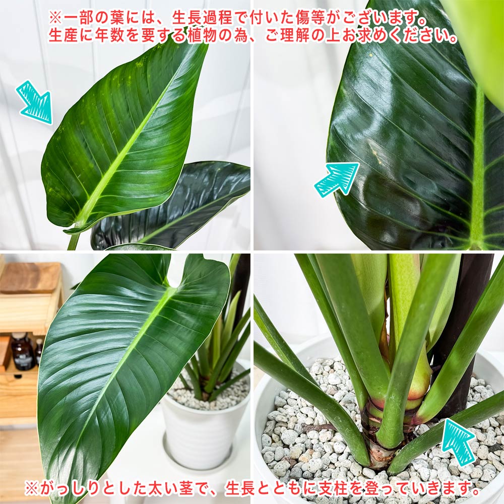 PLANCHU 観葉植物 フィロデンドロン ミリオンズ 8号鉢 受け皿付き 育て方説明書付き Philodendron ‘Millions’ アロイド 大鉢 充実株