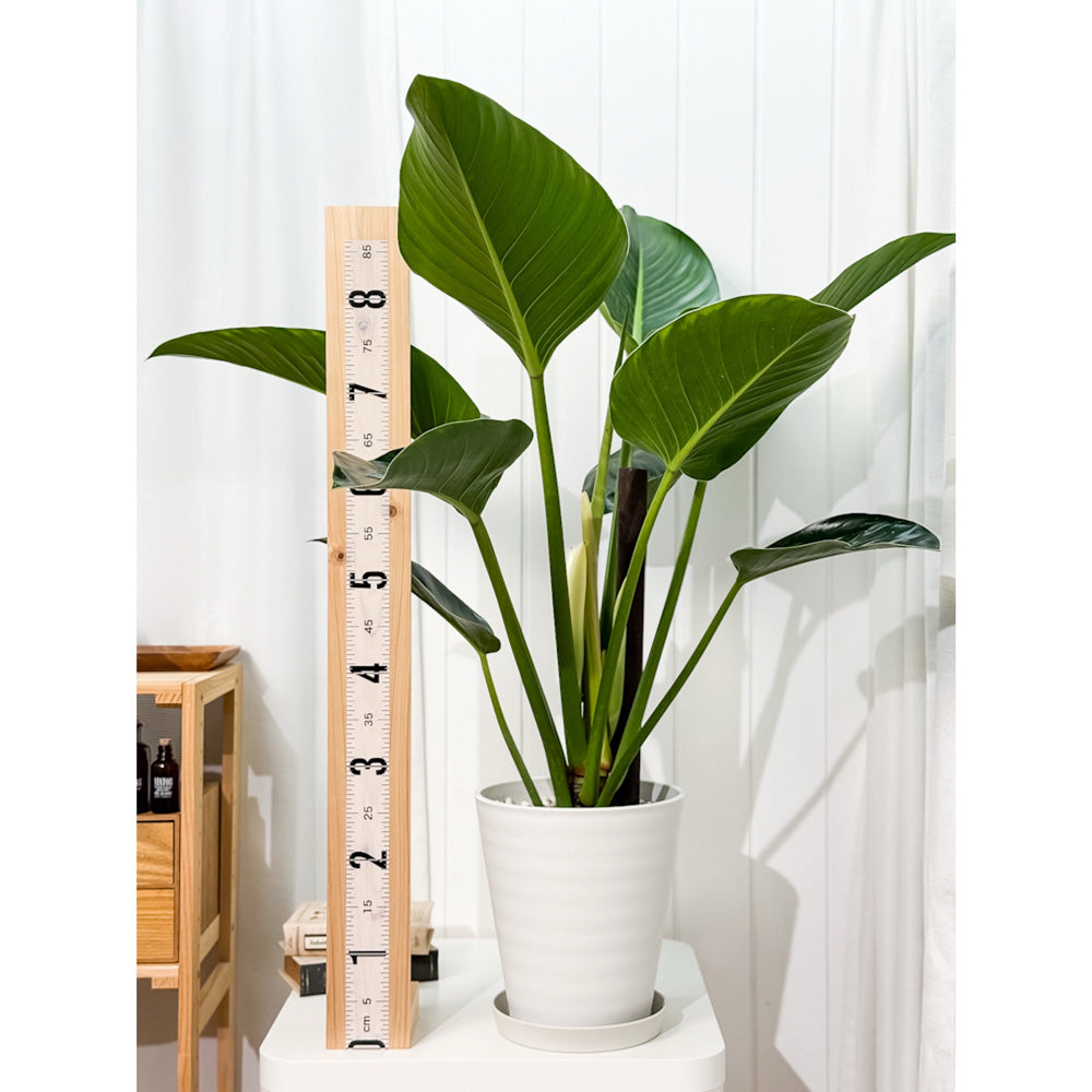 PLANCHU 観葉植物 フィロデンドロン ミリオンズ 8号鉢 受け皿付き 育て方説明書付き Philodendron ‘Millions’ アロイド 大鉢 充実株
