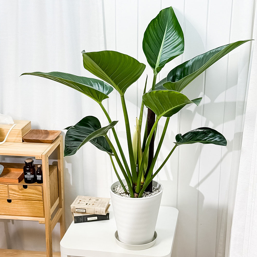 PLANCHU 観葉植物 フィロデンドロン ミリオンズ 8号鉢 受け皿付き 育て方説明書付き Philodendron ‘Millions’ アロイド 大鉢 充実株