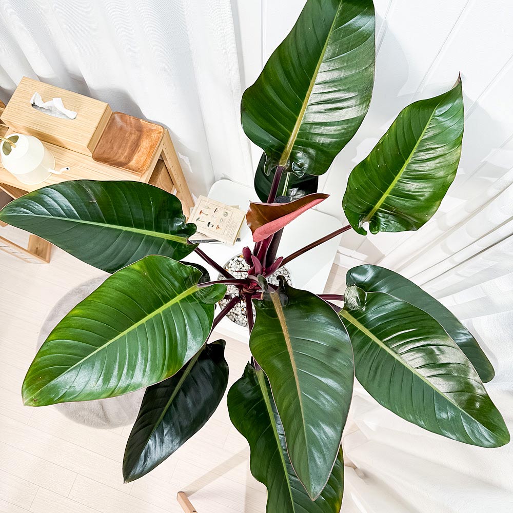 PLANCHU 観葉植物 フィロデンドロン ロジョコンゴ 8号鉢 受け皿付き 育て方説明書付き Philodendron ‘Rojo Congo’ アロイド 大鉢 充実株